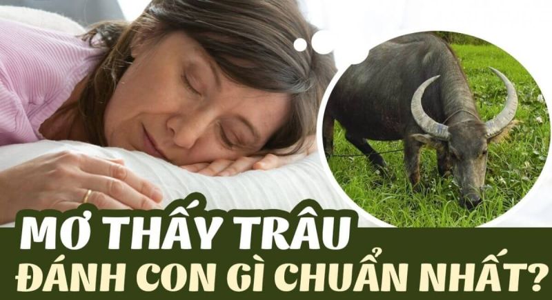 Chiêm bao thấy chú trâu đang ăn cỏ ngoài đồng