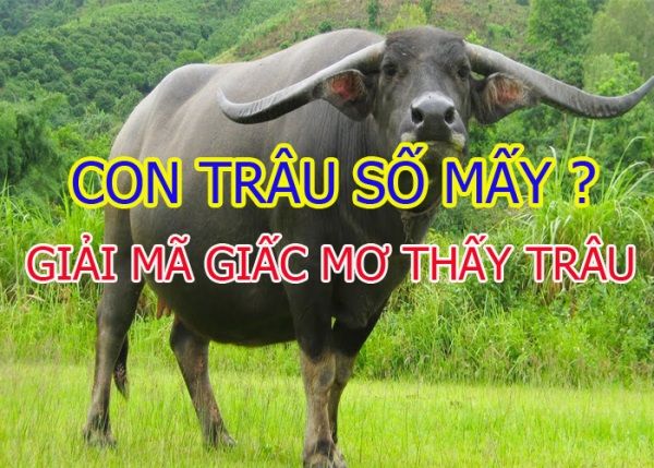 Nằm mơ thấy trâu đánh con gì để dễ trúng số, trúng lô đề?