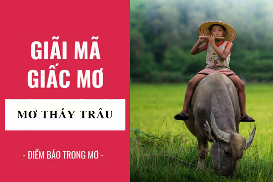 Nằm mơ thấy trâu đánh con gì